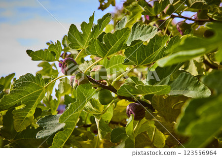Ripening Figs and Lush Leaves in Sunlight Eye-Level View Ripening Figs and Lush Leaves in Sunlight Eye-Level View 123556964