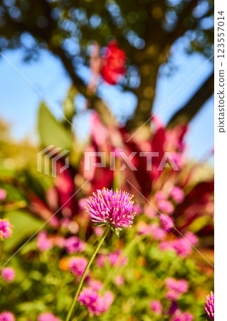 Vibrant Pink Clover in Sunlit Garden with Bokeh Perspective 123557014