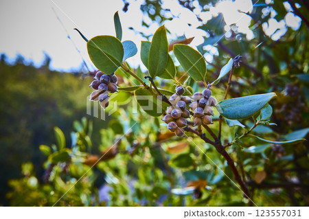 Frosted Berries and Leaves in Pine Creek Canyon Close-Up 123557031