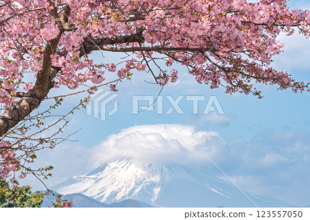 Kawazu cherry blossoms in full bloom at Nishihirahata Park 123557050