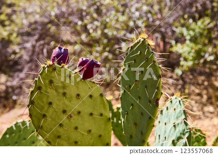 Prickly Pear Cactus with Purple Fruit in Zion National Park Close-Up 123557068