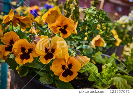 Vibrant Yellow Pansies in Garden with Eye-Level Perspective Vibrant Yellow Pansies in Garden with Eye-Level Perspective 123557071