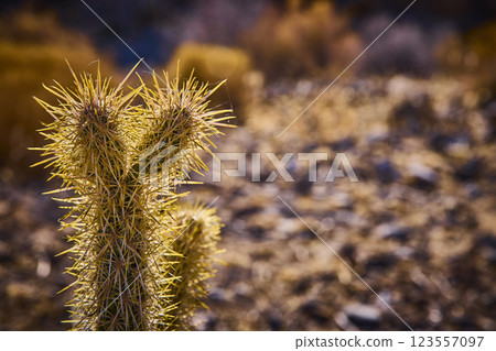 Cholla Cactus Textures in Golden Hour Desert Close-Up Cholla Cactus Textures in Golden Hour Desert Close-Up 123557097