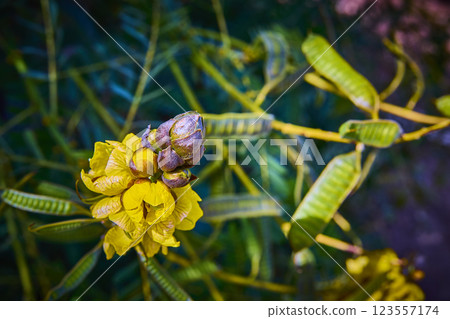 Yellow Bloom in Las Vegas Garden Eye-Level Close-Up 123557174