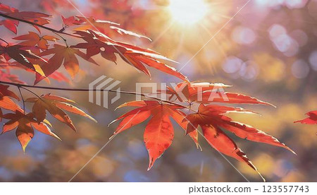 秋日陽光照射下的秋葉，以單鏡頭反光風格拍攝 123557743