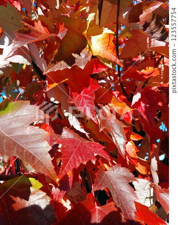 Vibrant Autumn Maple Leaves Create a Stunning Display of Color Against a Bright Sky 123557754