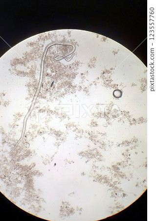 Exploring the Microbial World Through a Lens of Fascinating Worms and Their Habitat 123557760