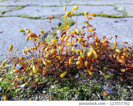 Vibrant Moss and Delicate Plants Emerge From Pavement Cracks in a Serene Urban Environment 123557762