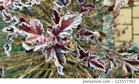 Frost-kissed Leaves Revealing Natures Beauty in a Quiet Winter Landscape 123557763