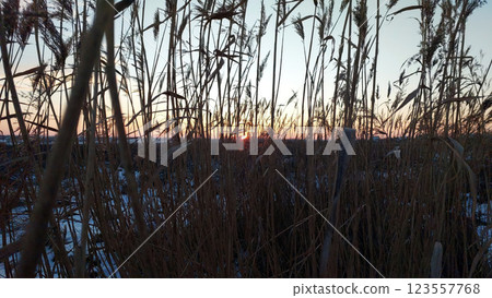 Winter Sunset Through Tall Grass in the Expansive Western Sky Glows Softly Winter Sunset Through Tall Grass in the Expansive Western Sky Glows Softly 123557768