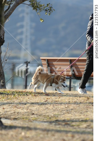Dog playing in the park 123557793