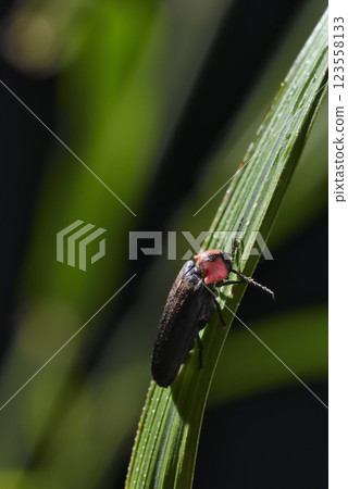 fire Fly fire Fly 123558133