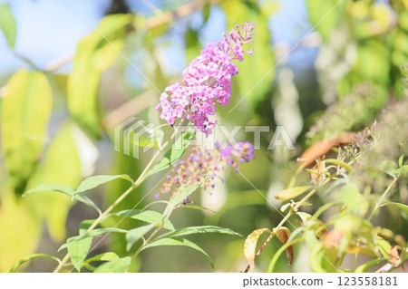Buddleia flowers that butterflies love 123558181