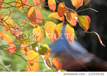 彩色山茱萸葉 彩色山茱萸葉 123558182