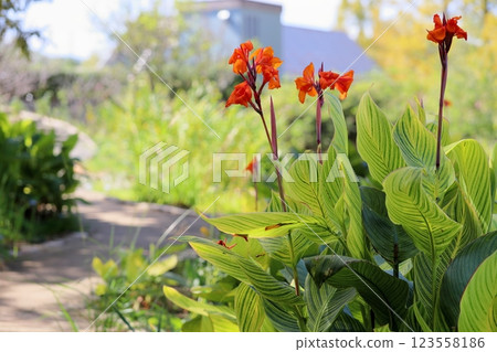 Vivid Canna Flowers Vivid Canna Flowers 123558186