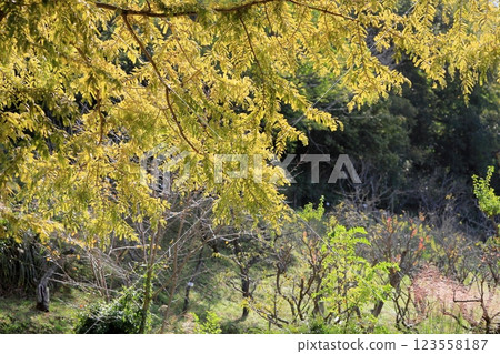 Refreshingly colored metasequoia leaves 123558187