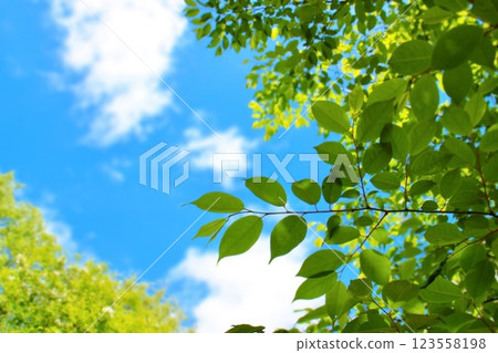 新鮮的新鮮的綠色和藍天 123558198