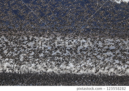 A flock of Tomoe ducks A flock of Tomoe ducks 123558282