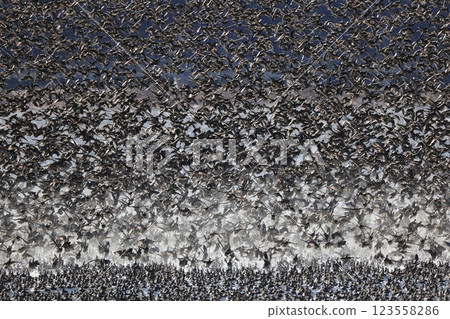 A flock of Tomoe ducks 123558286