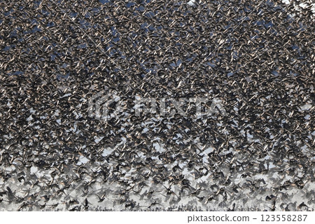 A flock of Tomoe ducks 123558287