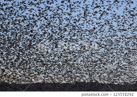 A flock of Tomoe ducks 123558292