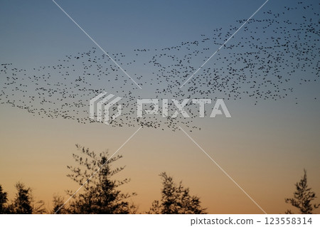 一群飛翔的鴨子 123558314