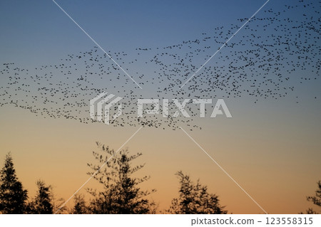 A flock of Tomoe ducks 123558315