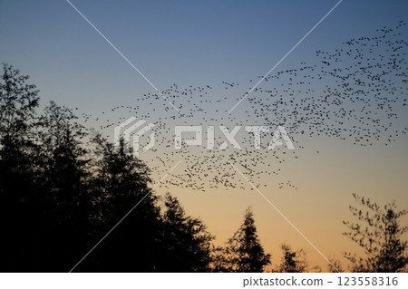 一群飛翔的鴨子 一群飛翔的鴨子 123558316