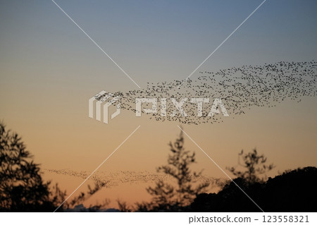 A flock of Tomoe ducks 123558321