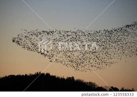 A flock of Tomoe ducks 123558333