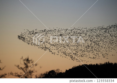 一群飛翔的鴨子 123558334