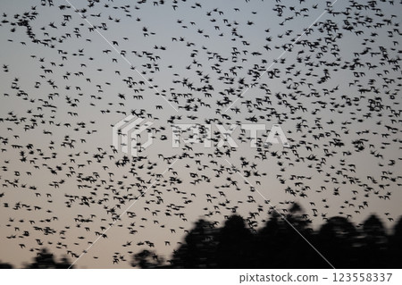 一群飛翔的鴨子 一群飛翔的鴨子 123558337