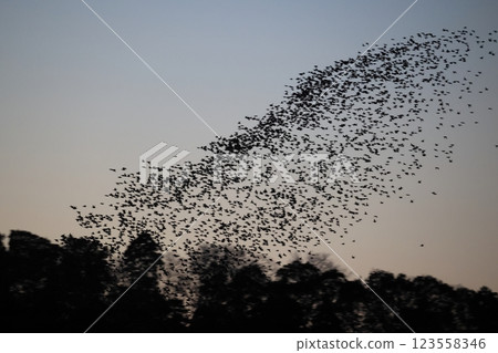 一群飛翔的鴨子 一群飛翔的鴨子 123558346