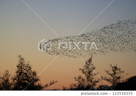 A flock of Tomoe ducks A flock of Tomoe ducks 123558355