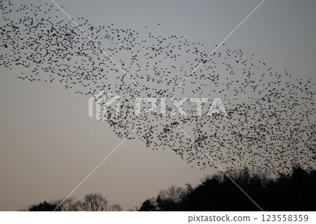 A flock of Tomoe ducks 123558359