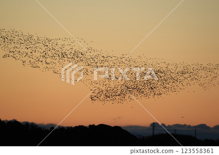 A flock of Tomoe ducks 123558361