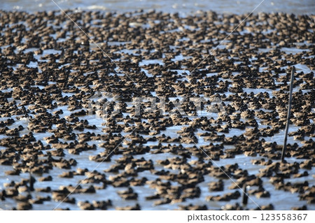 A flock of Tomoe ducks A flock of Tomoe ducks 123558367