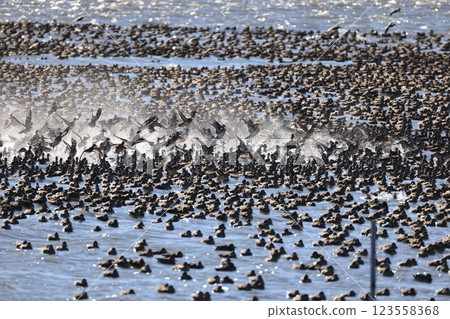 A flock of Tomoe ducks 123558368