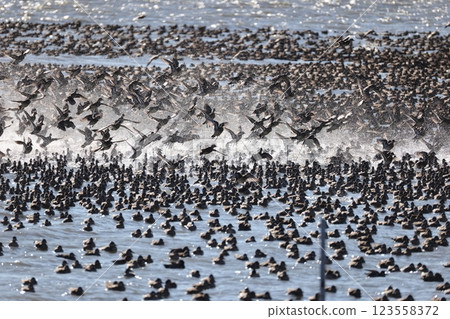 A flock of Tomoe ducks A flock of Tomoe ducks 123558372