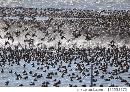A flock of Tomoe ducks A flock of Tomoe ducks 123558373