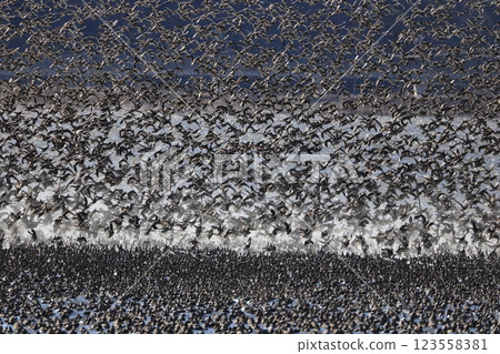 A flock of Tomoe ducks 123558381