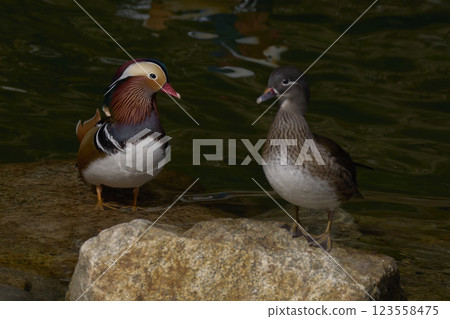 Setting Setting 123558475