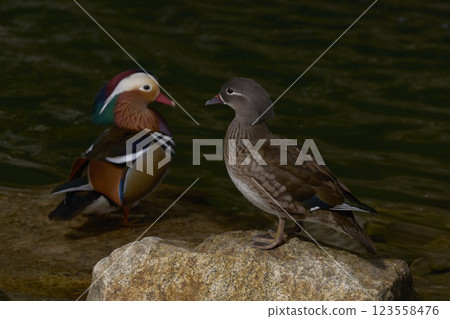 Setting Setting 123558476