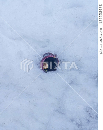 A skunk cabbage blooming quietly in the snow 123558488
