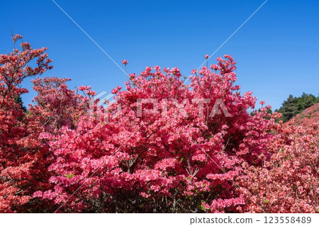 Bright pink azaleas in full bloom against a blue sky Bright pink azaleas in full bloom against a blue sky 123558489