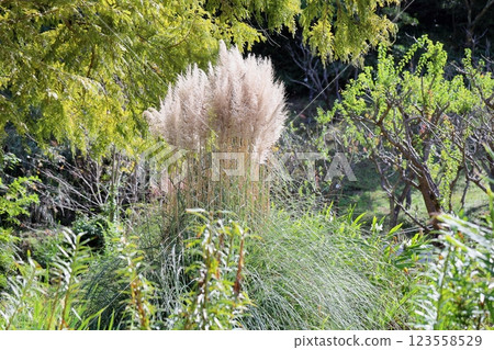 令人耳目一新的潘帕斯草花穗 123558529