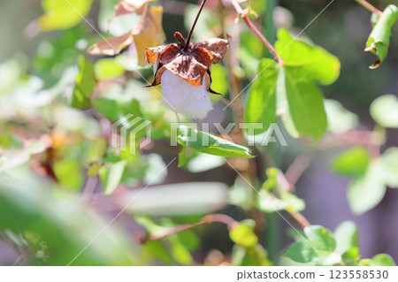 Cotton seed 123558530