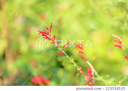 Vivid Salvia elegance flowers 123558535