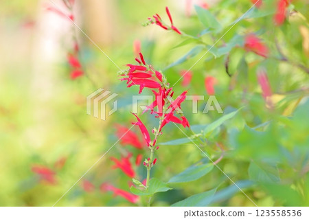 Vivid Salvia elegance flowers 123558536