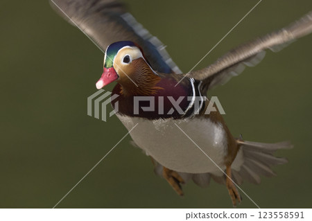 設置槓桿 123558591